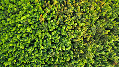 4K航拍俯拍森林树木绿树资源视频的预览图