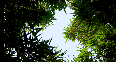 4K实拍太阳光照射下的竹林竹子光晕风景空镜视频的预览图