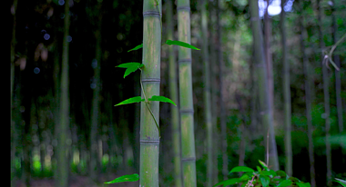 4K实拍竹林竹子阳光照射下的光影意境空镜视频的预览图