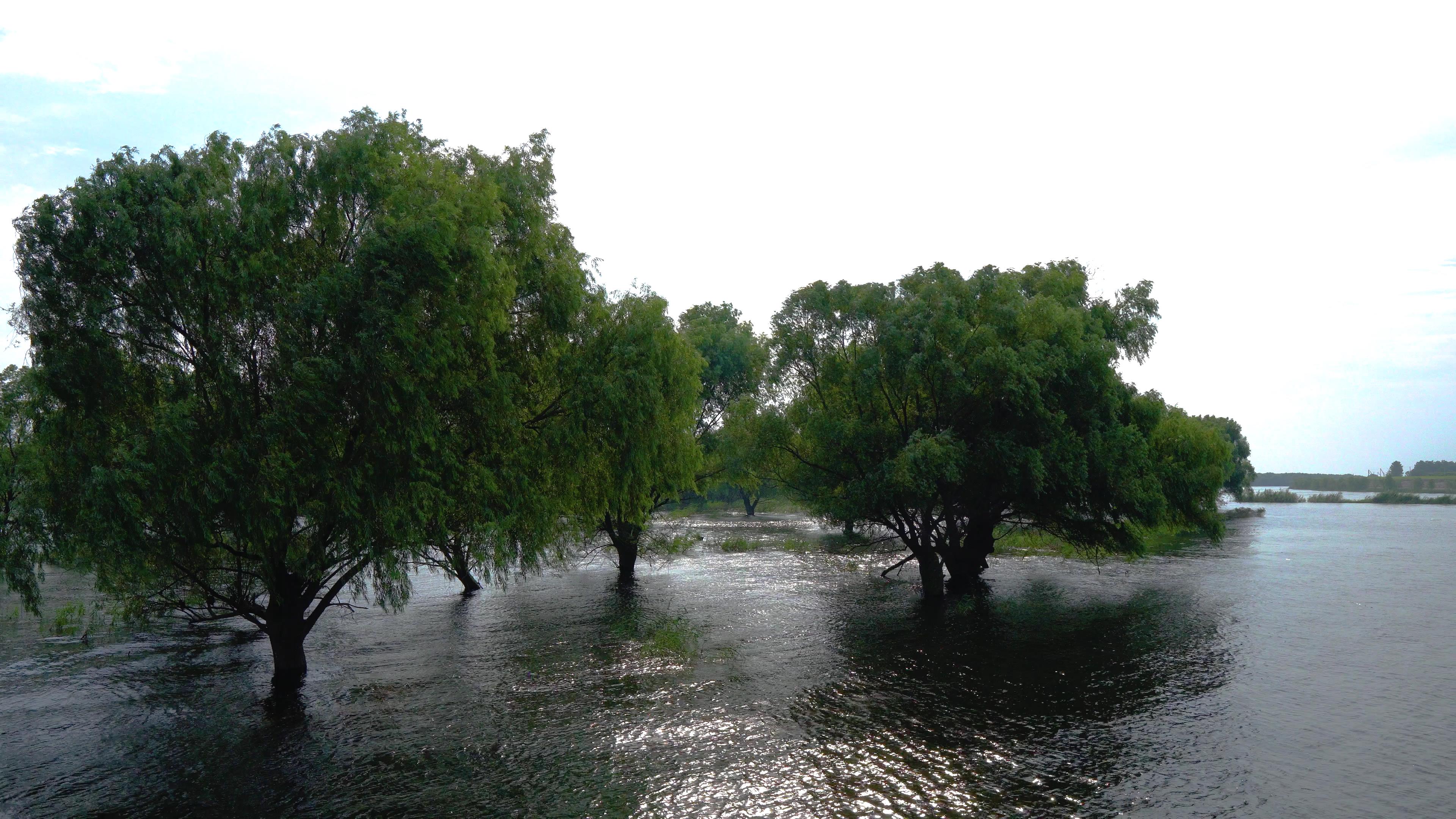 4K实拍夏天的风吹拂水中杨柳防洪救灾视频的预览图