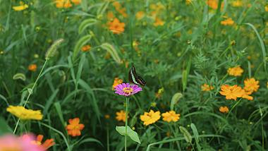 4k艳丽彩色蝴蝶在花朵上吸食花蜜昆虫实拍视频的预览图