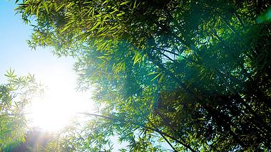 4K逆光清新竹子竹叶特写实拍视频意境空境自然风景视频的预览图