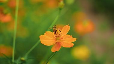4k小蜜蜂蜜蜂在花朵上采蜜昆虫自然风景实拍视频的预览图
