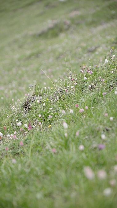 4k竖屏实拍草地花朵意境空镜自然风景视频的预览图