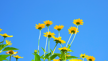 4k实拍夏日唯美风光阳光下的花卉夏季夏天风景自然风景视频的预览图