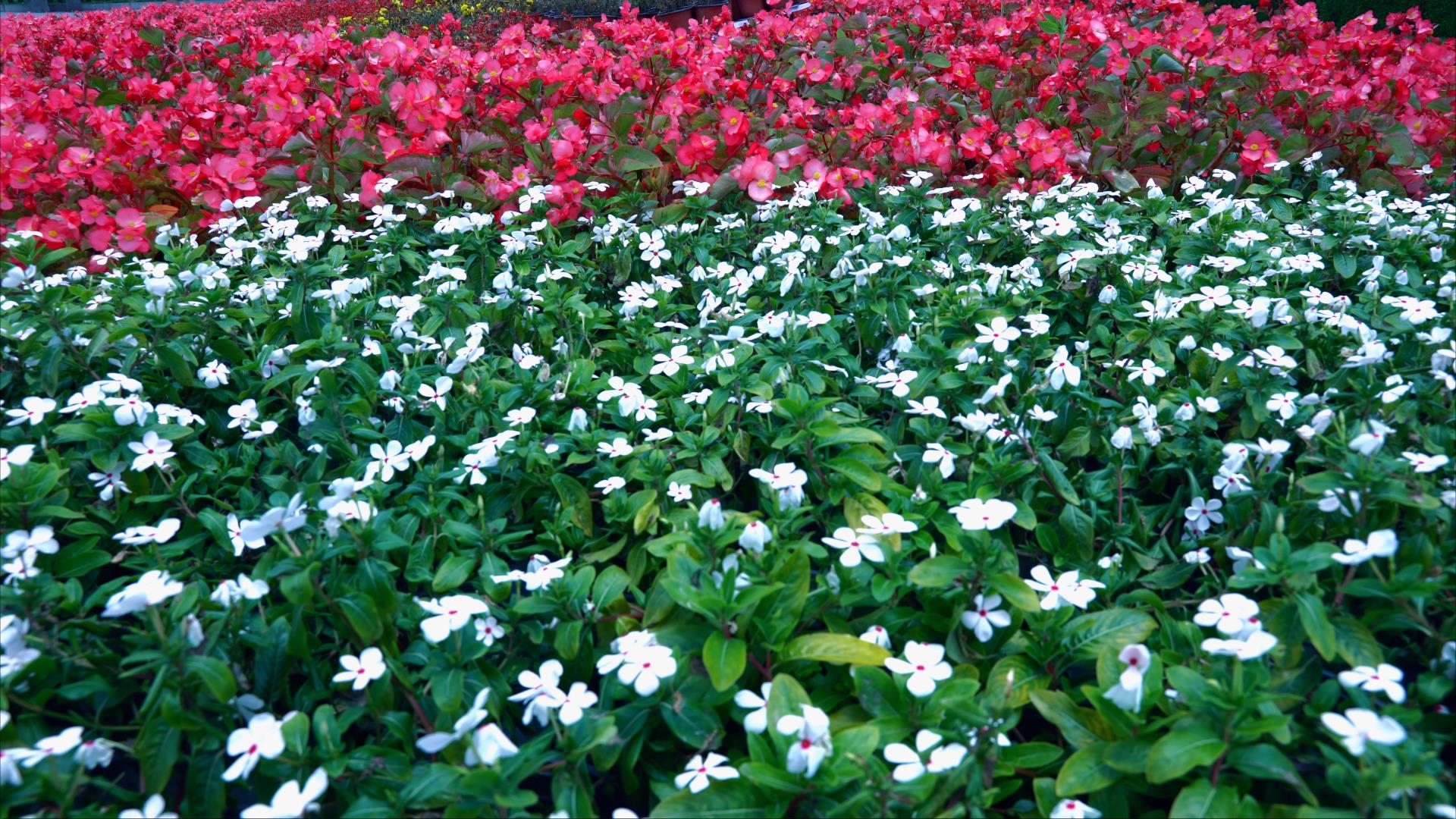 4K拍摄唯美花园花海鲜花植物自然风景视频的预览图