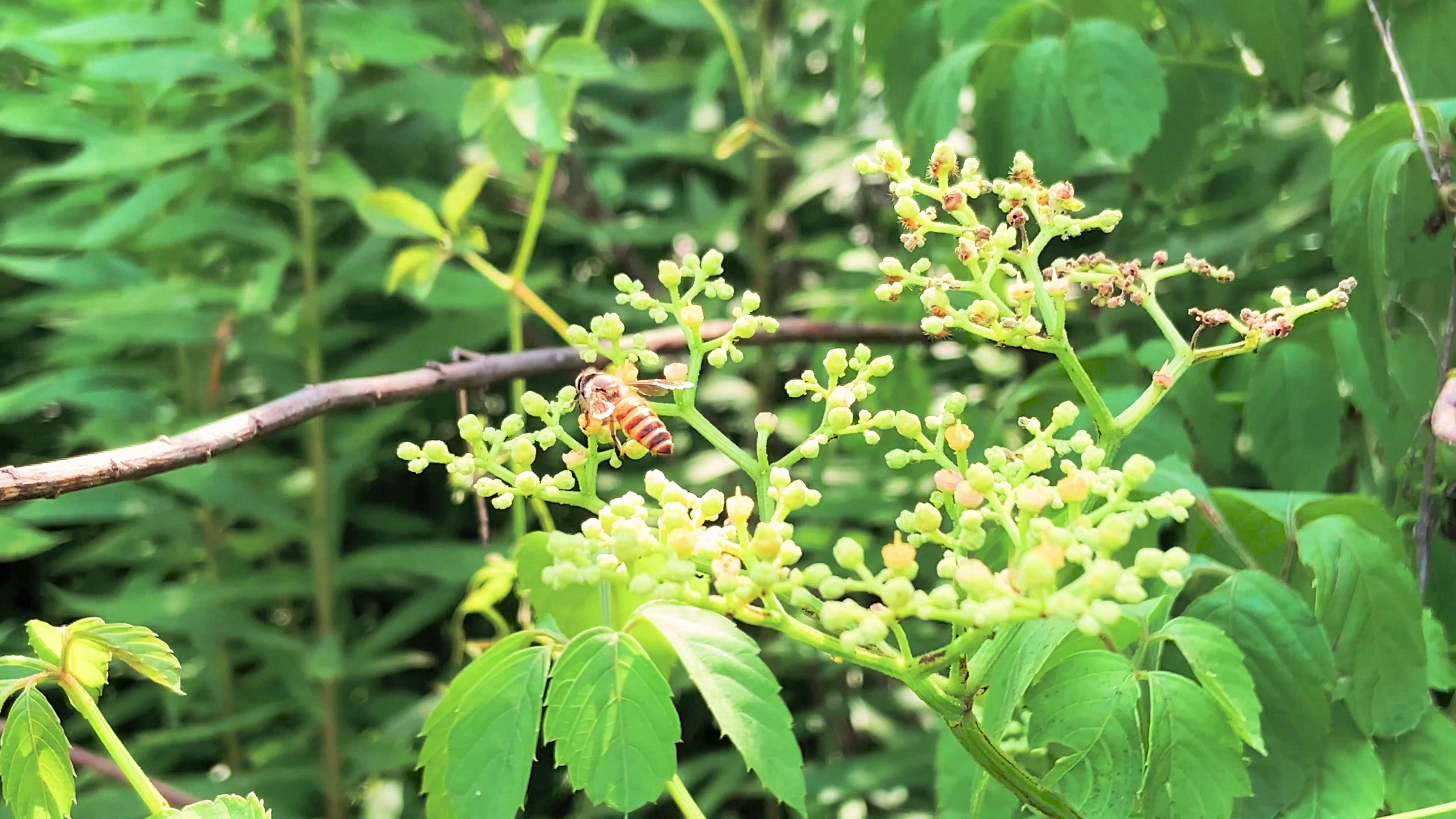 4K实拍昆虫蜜蜂采花采蜜视频的预览图
