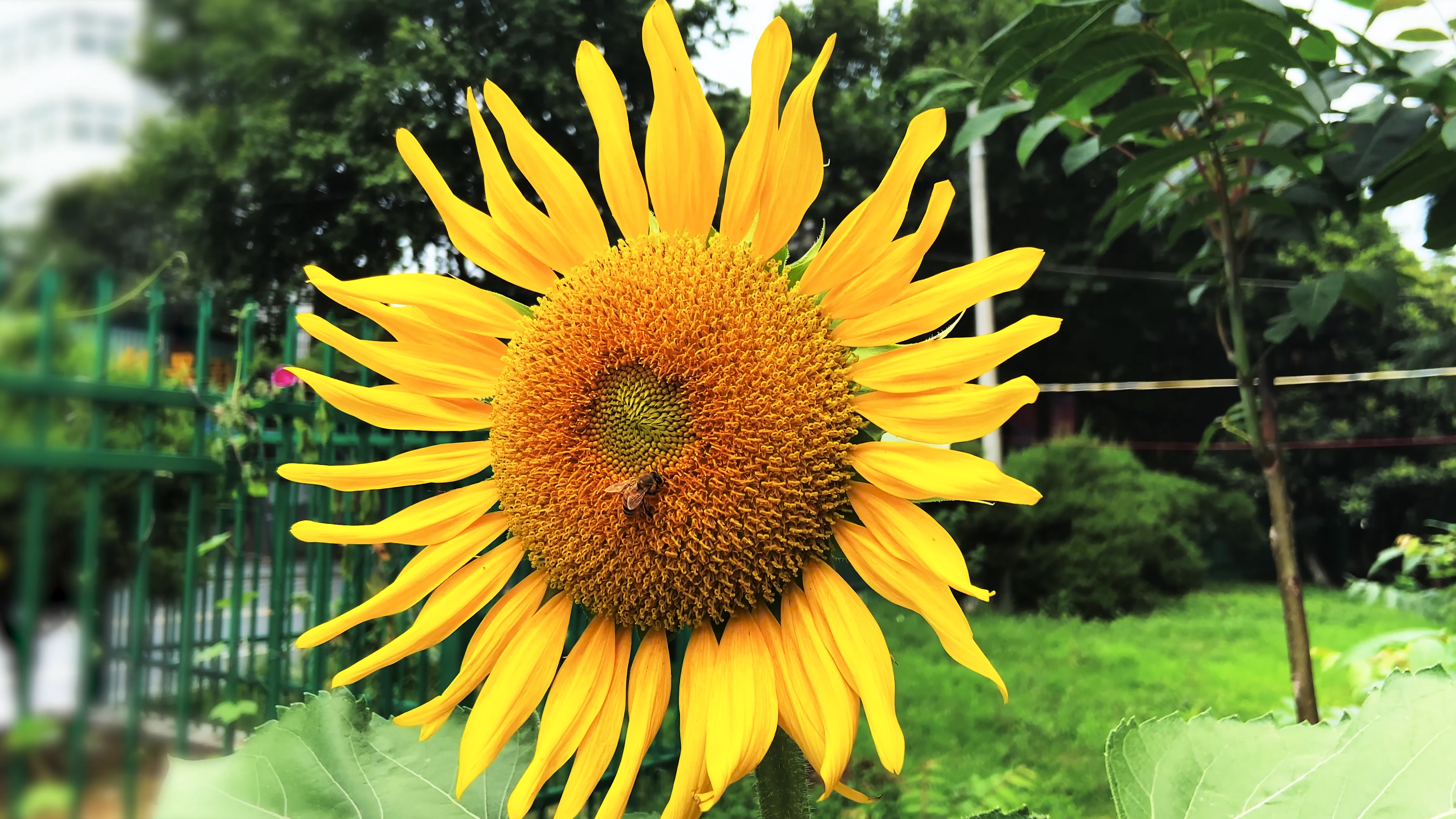 4K实拍夏季风景向日葵花葵花盛开蜜蜂采蜜自然风景视频的预览图