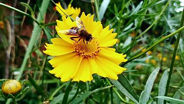 1080P花丛中蜜蜂采花菊花自然风景空镜视频的预览图