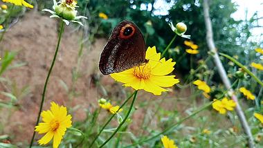 1080P拍摄春天蝴蝶采花粉花朵自然风景视频的预览图