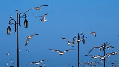 1080p蓝天下海鸥成群结队飞翔鸟类实拍视频的预览图