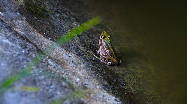 1080P升格拍摄池塘青蛙吃虫视频的预览图