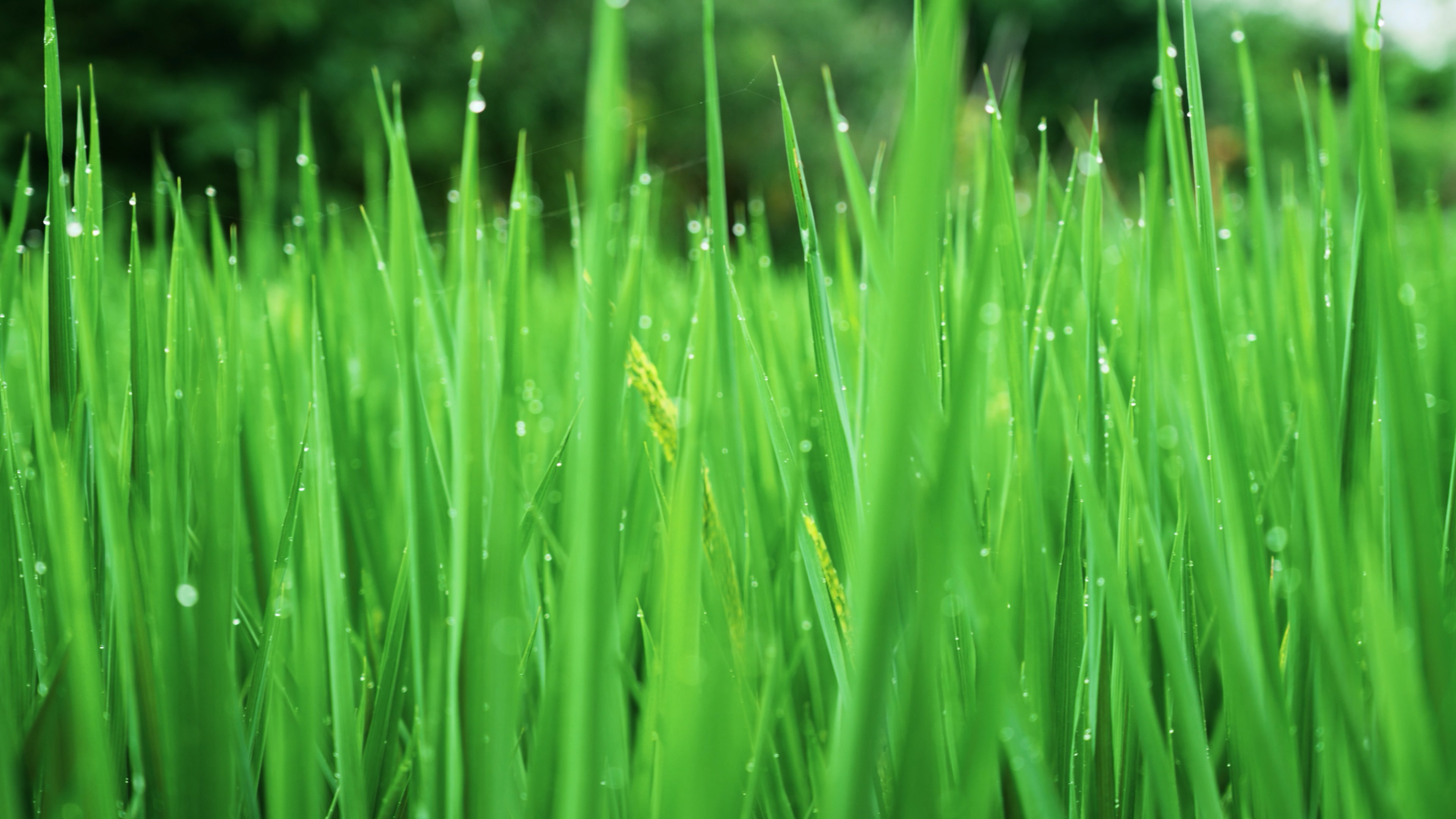 4k雨后绿油油的水稻农作物唯美农业植物空镜视频的预览图