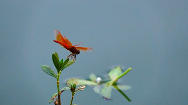 1080P升格拍摄昆虫红蜻蜓飞舞视频的预览图