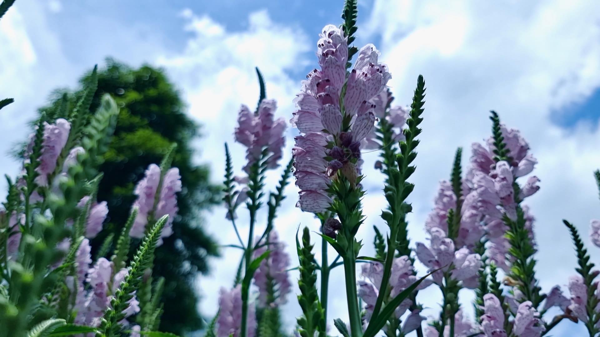 4K拍摄唯美花园花海植物紫色薰衣草鲜花实拍视频的预览图