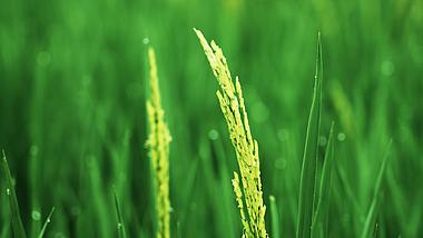 4k绿油油的水稻稻田稻穗农业农作物实拍视频的预览图