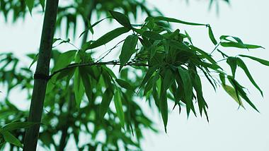 4k清新翠绿竹子竹叶随风摆动植物自然风景空镜视频的预览图
