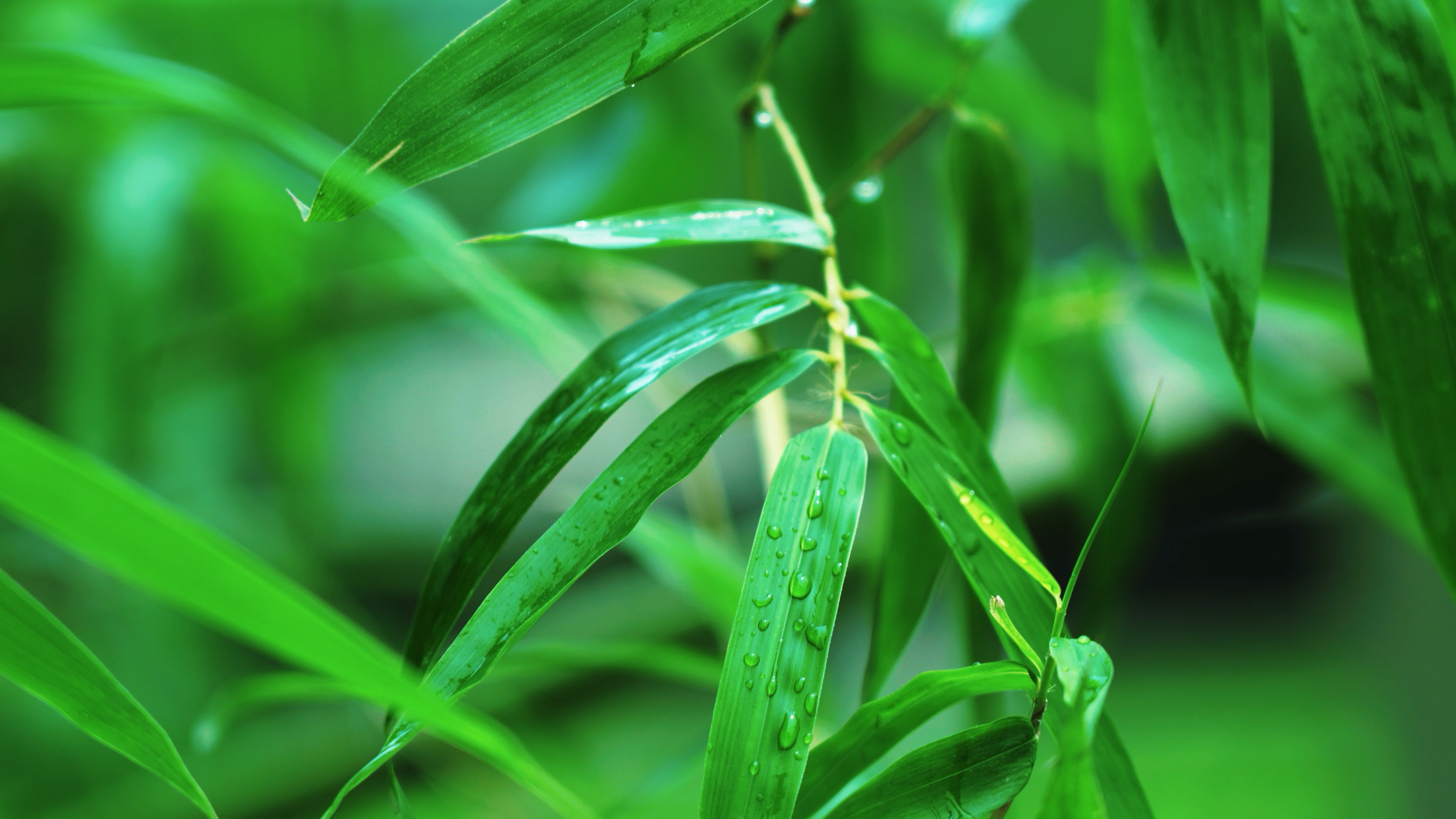 4k雨后翠绿竹叶上的水珠水滴植物自然风景空镜视频的预览图