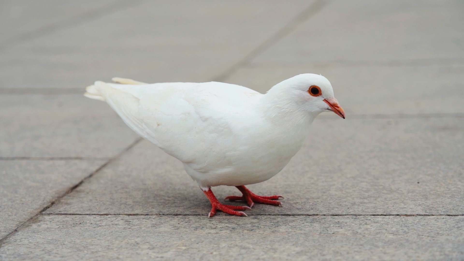 1080p白色鸽子觅食自然鸟类动物实拍视频的预览图