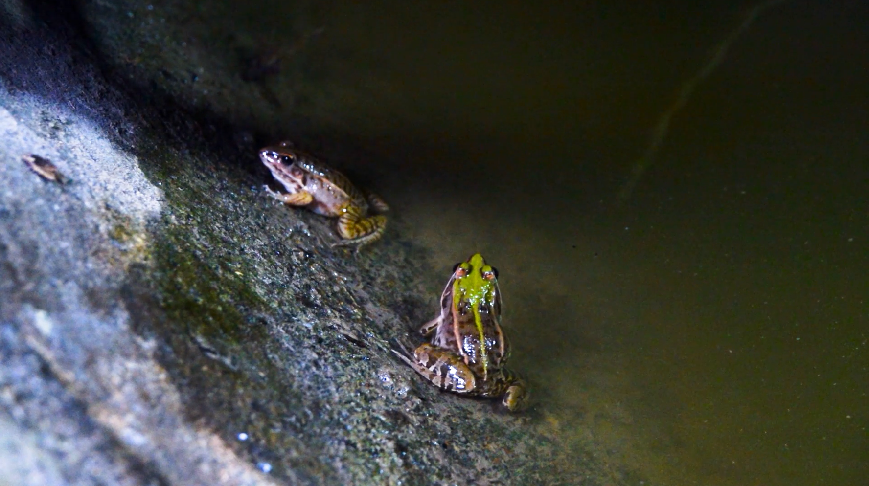1080P升格拍摄青蛙在池塘抓虫视频的预览图
