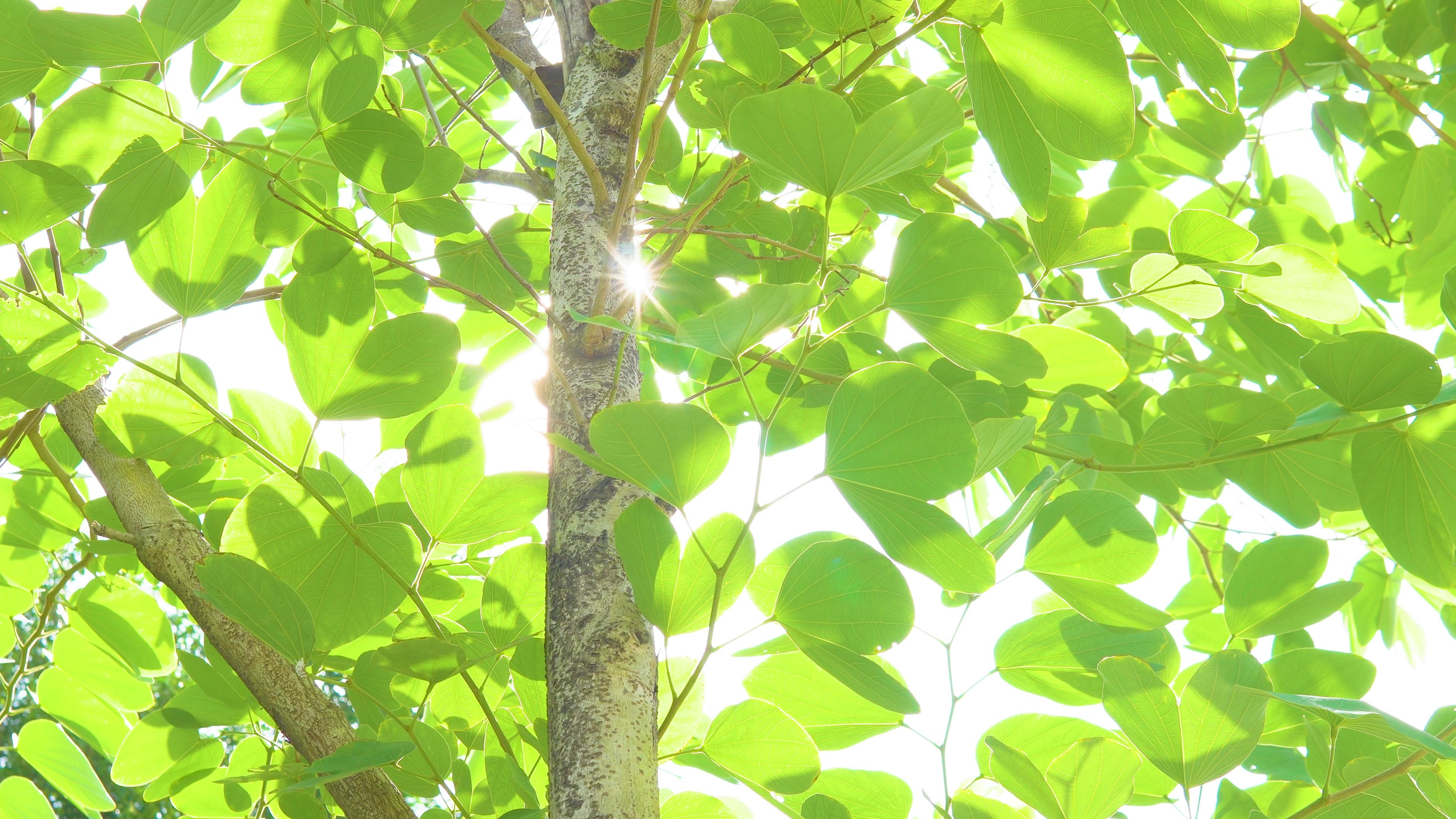 4K绿树影树叶逆光光斑视频自然风景唯美意境空境素材视频的预览图