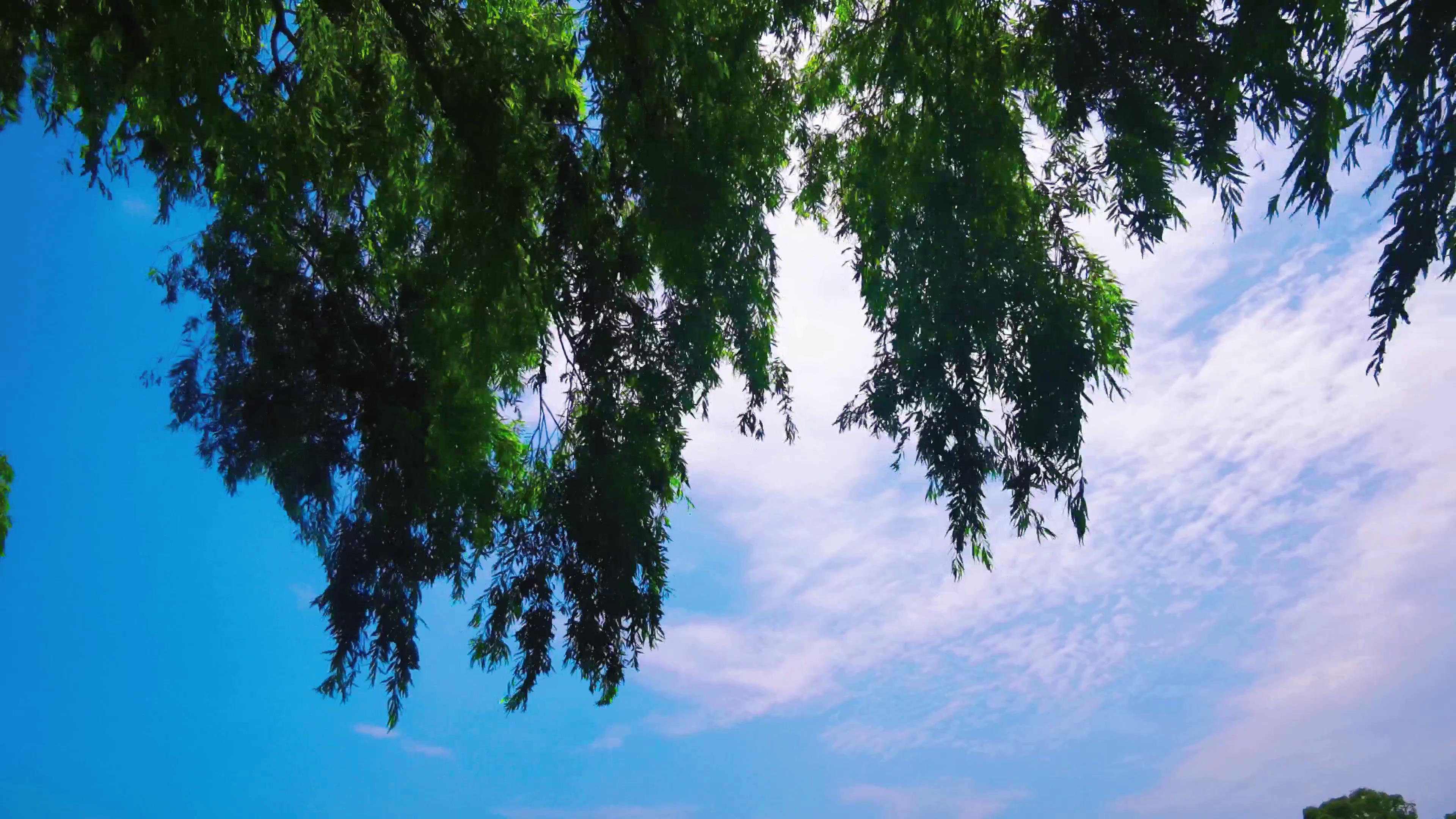 4K实拍蓝天下风吹树枝自然风景唯美意境空境视频的预览图