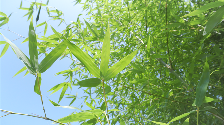 4k实拍阳光下通透的翠绿竹叶自然风景空镜视频的预览图