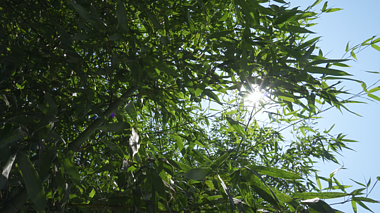 4k实拍逆光竹叶竹子飘动意境空境夏季夏日夏天风景自然风景视频的预览图