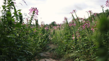 4k醉蝶花紫色花海花丛移动背景视频意境空境自然风景花儿花朵视频的预览图