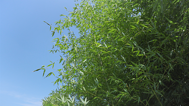 4k实拍蓝天下竹叶竹子随风飘动意境空境夏季夏日夏天风景自然风景视频的预览图