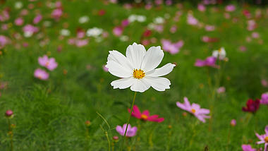 4K田野上盛开的鲜花菊花自然风景空镜视频的预览图
