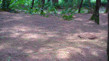 4k实拍夏季森林里的阳光光斑空境光影自然风景视频的预览图