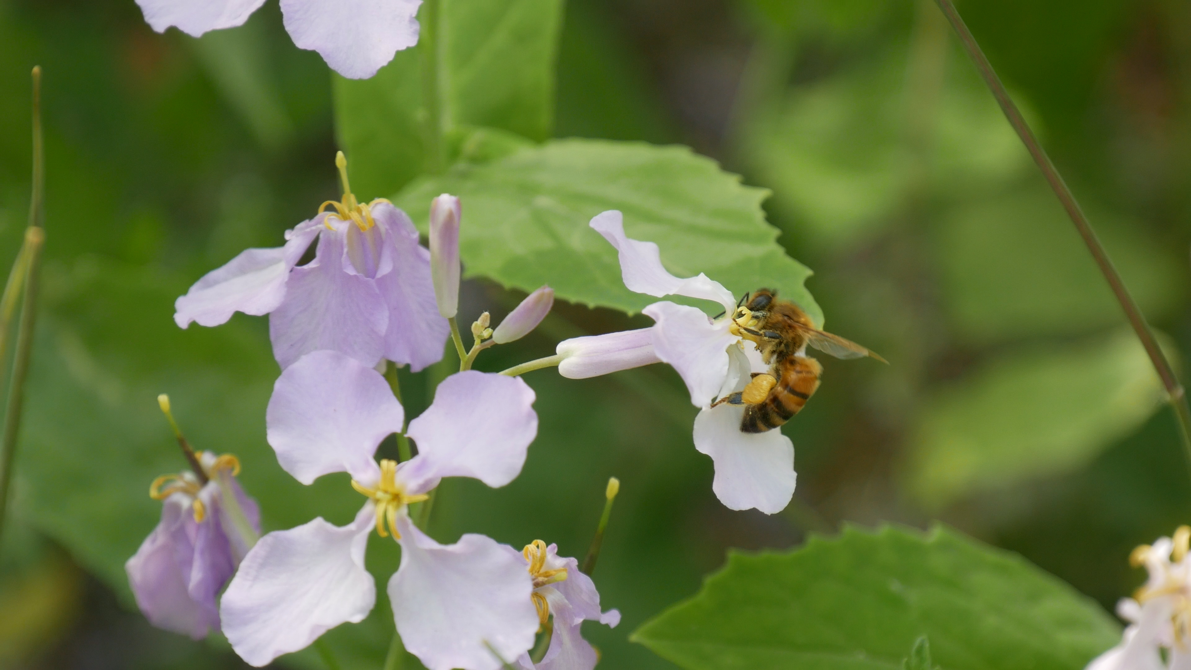 4K实拍春天蜜蜂在鲜花花蕊中采蜜视频的预览图