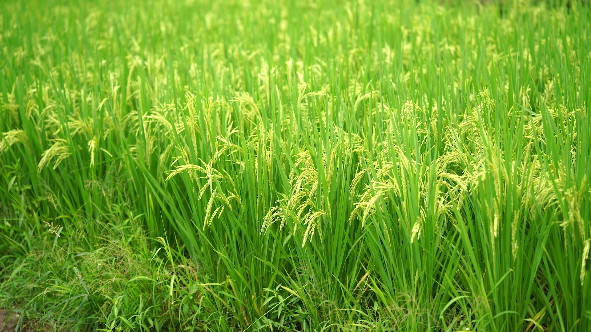 4k实拍夏季水稻稻穗谷物风光农村乡村田园风景风光视频的预览图