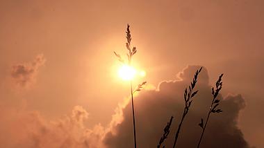 4K实拍唯美夕阳植物剪影阳光意境夏季夏日夏天风景自然风景视频的预览图