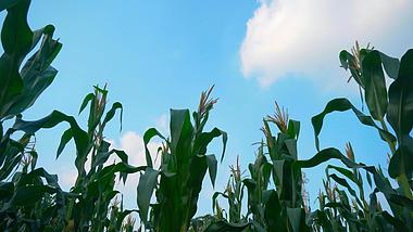 4K实拍蓝天下玉米地农村乡村田园风景风光视频的预览图