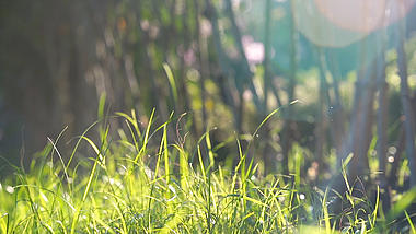 4k实拍夏日唯美阳光照射下的小草空镜头唯美意境自然风景视频的预览图