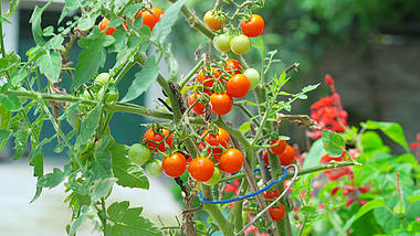 4k实拍夏季乡村美景成熟的小番茄夏季新鲜水果蔬果视频的预览图