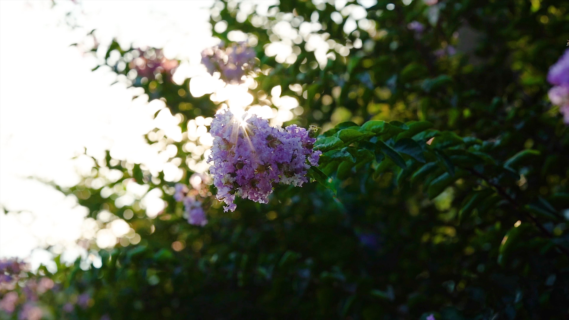 4k实拍夏日阳光透过花卉风光意境花朵花儿自然风景视频的预览图