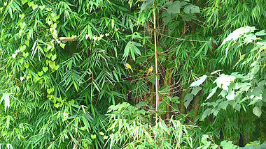 4k实拍夏季竹子上成双的画眉鸟自然风景鸟儿视频的预览图