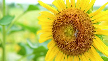 4K实拍夏天唯美向日葵蜜蜂采蜜自然风景视频视频的预览图