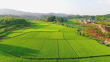 4K航拍美丽乡村农业稻田绿油油的禾苗视频的预览图