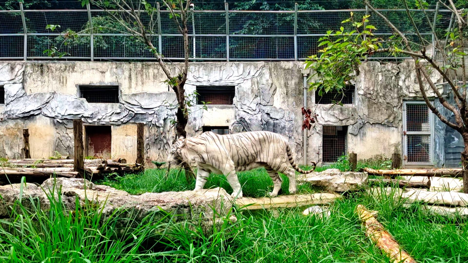 4K拍摄动物园动物猛兽老虎白虎视频的预览图