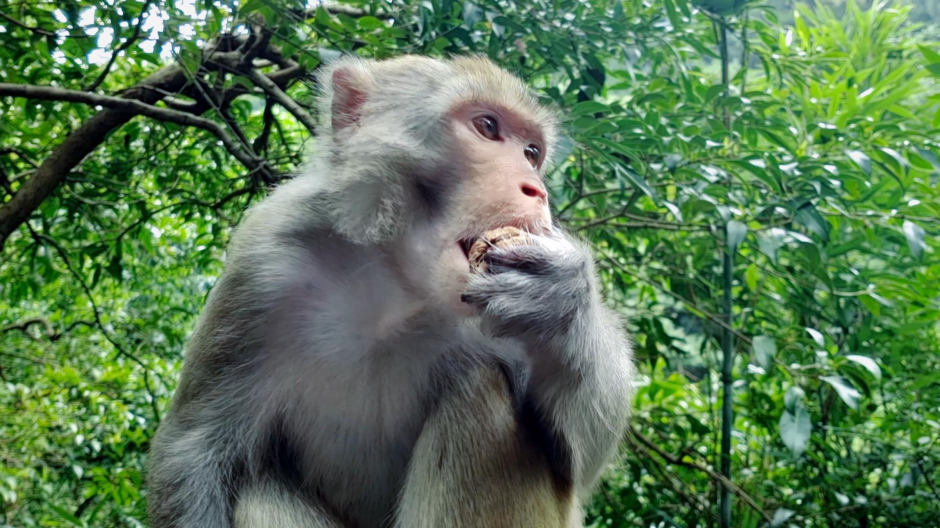 4K升格拍摄山林猴子吃核桃视频的预览图
