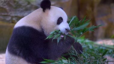 4K拍摄动物园国宝大熊猫视频的预览图