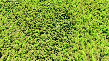 4k航拍大自然山林竹子竹海森林视频的预览图