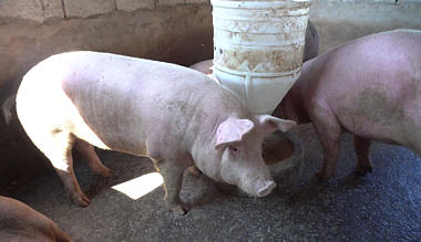 4K农村养殖业养猪场育肥猪肥猪养殖视频的预览图