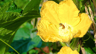 4k实拍花朵中忙碌采蜜的蜜蜂夏季夏天风景自然风景视频的预览图
