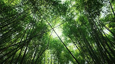 4k阳光穿过竹林竹叶大自然风景实拍视频的预览图