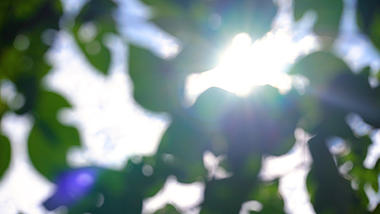 4k实拍唯美阳光透过植物风光意境唯美空境自然风景自然风光视频的预览图